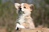 CORGI PEMBROKE 1342